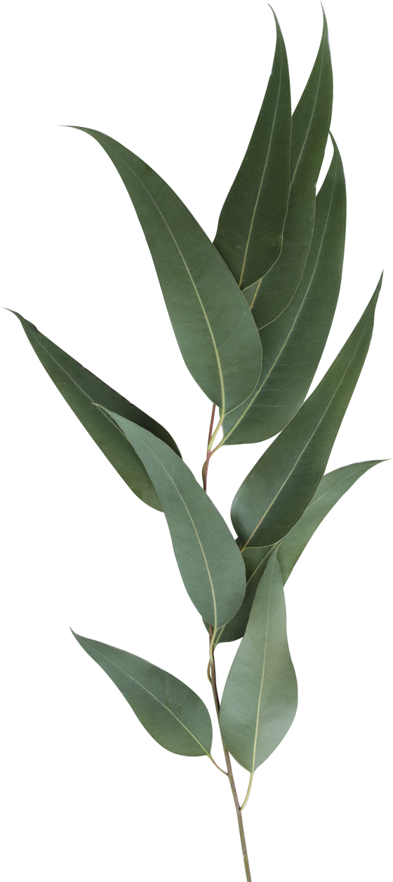 Seeded Eucalyptus Leaves