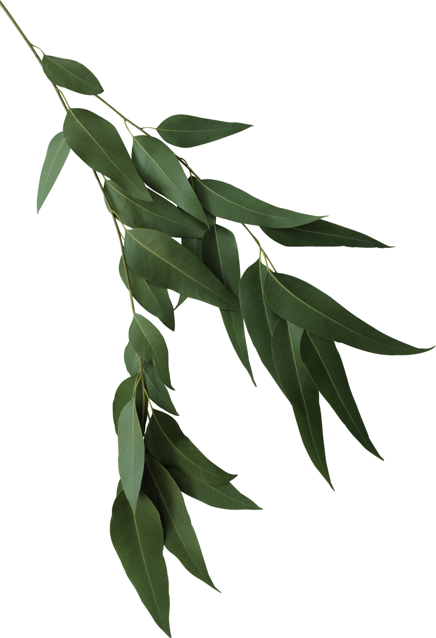 Seeded eucalyptus leaves on branch